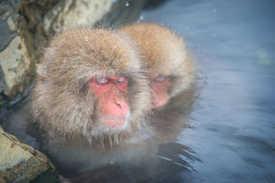 Portrait of a monkey