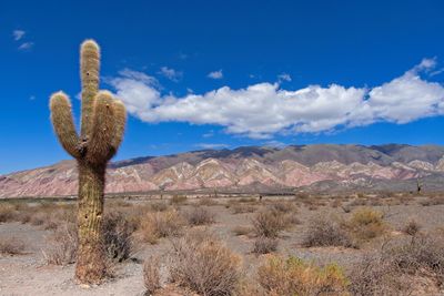 Cactus growing in desert against sky