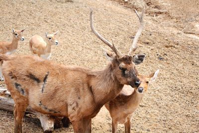 Deer and fawn standing in a field