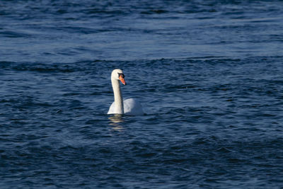 Swan swimming in lake