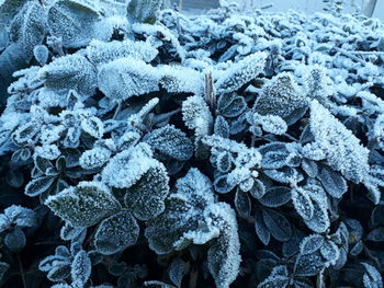 Full frame shot of plants