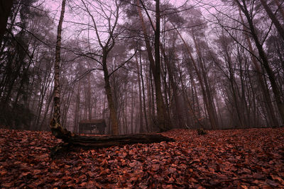 Trees in forest during autumn