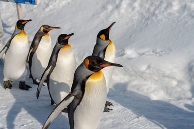 View of birds in snow