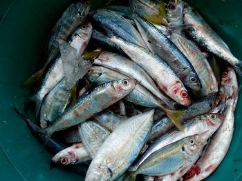 High angle view of fish in container for sale in market