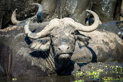 animal themes