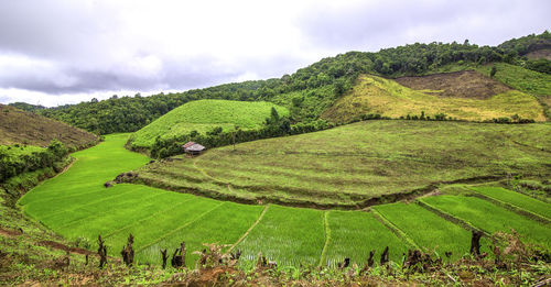 Scenic view of agricultural field against sky
