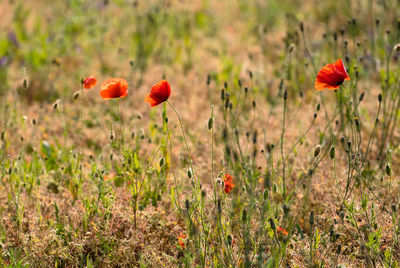 Close-up of red poppy flowers on field