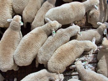 View of sheep in pen