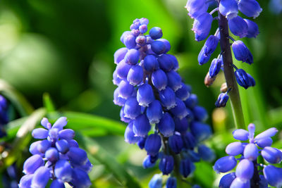 Close-up of purple lavender flowers