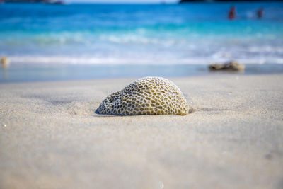 Close-up of shells on beach