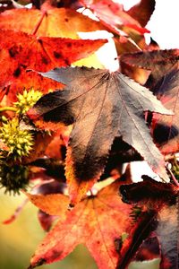 Close-up of maple leaves