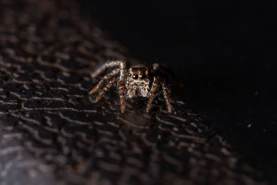 Close-up of spider on black background