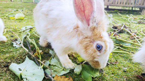 Close-up of rabbit eating plants