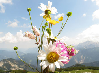 Alpine flowers