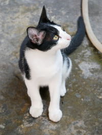 High angle view of cat sitting outdoors