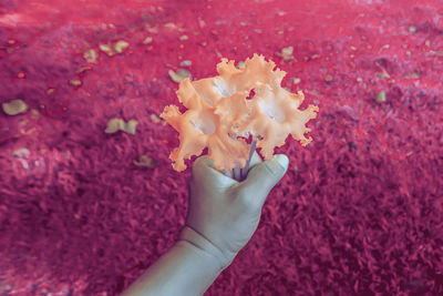 Close-up of hand holding flowering plant