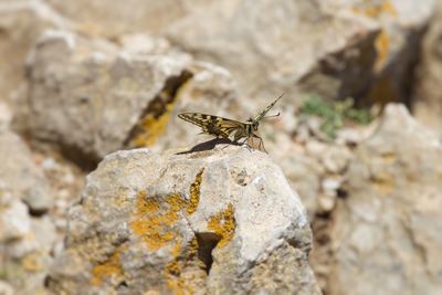 Close-up of butterfly on rock