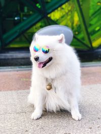 Close-up of a dog looking away