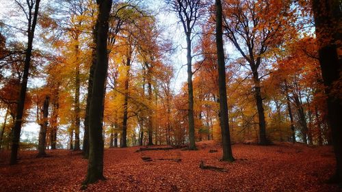 Trees in forest during autumn