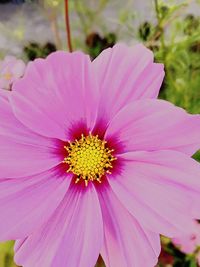 Close-up of pink flower blooming outdoors