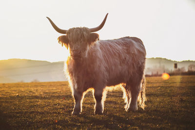 Horse standing in a field