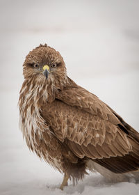 Close-up of hawk on snow