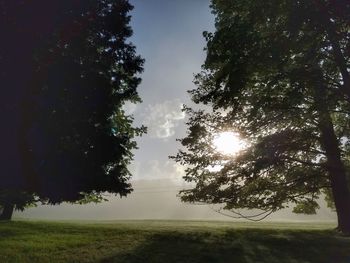 Trees on field against clear sky