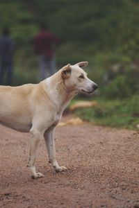 Close-up of dog