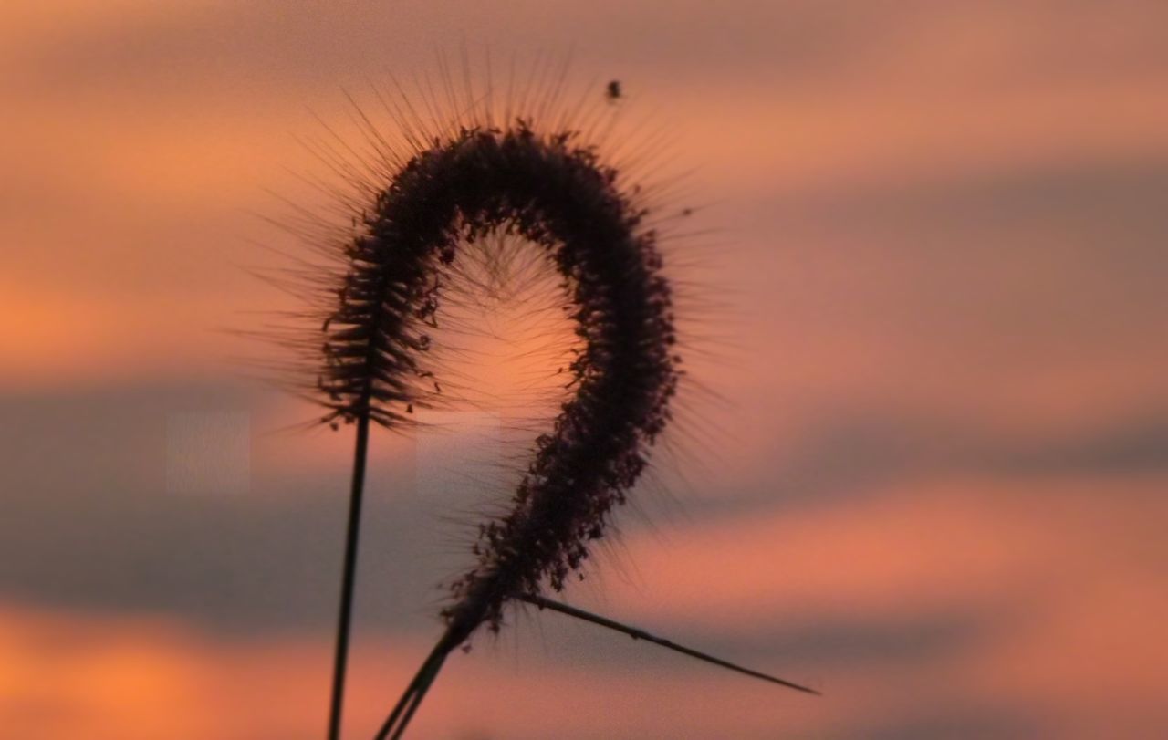 sunset, silhouette, sky, nature, low angle view, beauty in nature, growth, dandelion, close-up, palm tree, focus on foreground, orange color, tranquility, stem, outdoors, no people, plant, cloud - sky, scenics, dandelion seed
