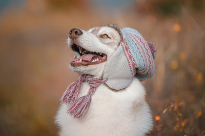 Close-up of dog