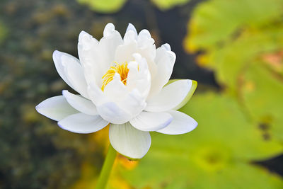 Close-up of white flowering plant