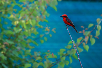 Bird perching on a branch