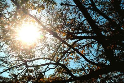 Low angle view of trees against sky