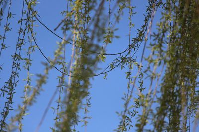 Low angle view of plants against blue sky