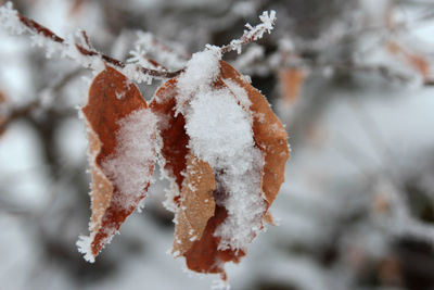 Close-up of frozen tree