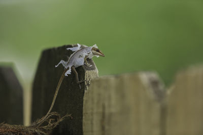 Close-up of grasshopper on wooden post