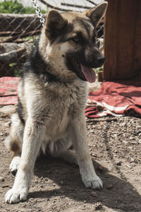 Close-up of a dog looking away