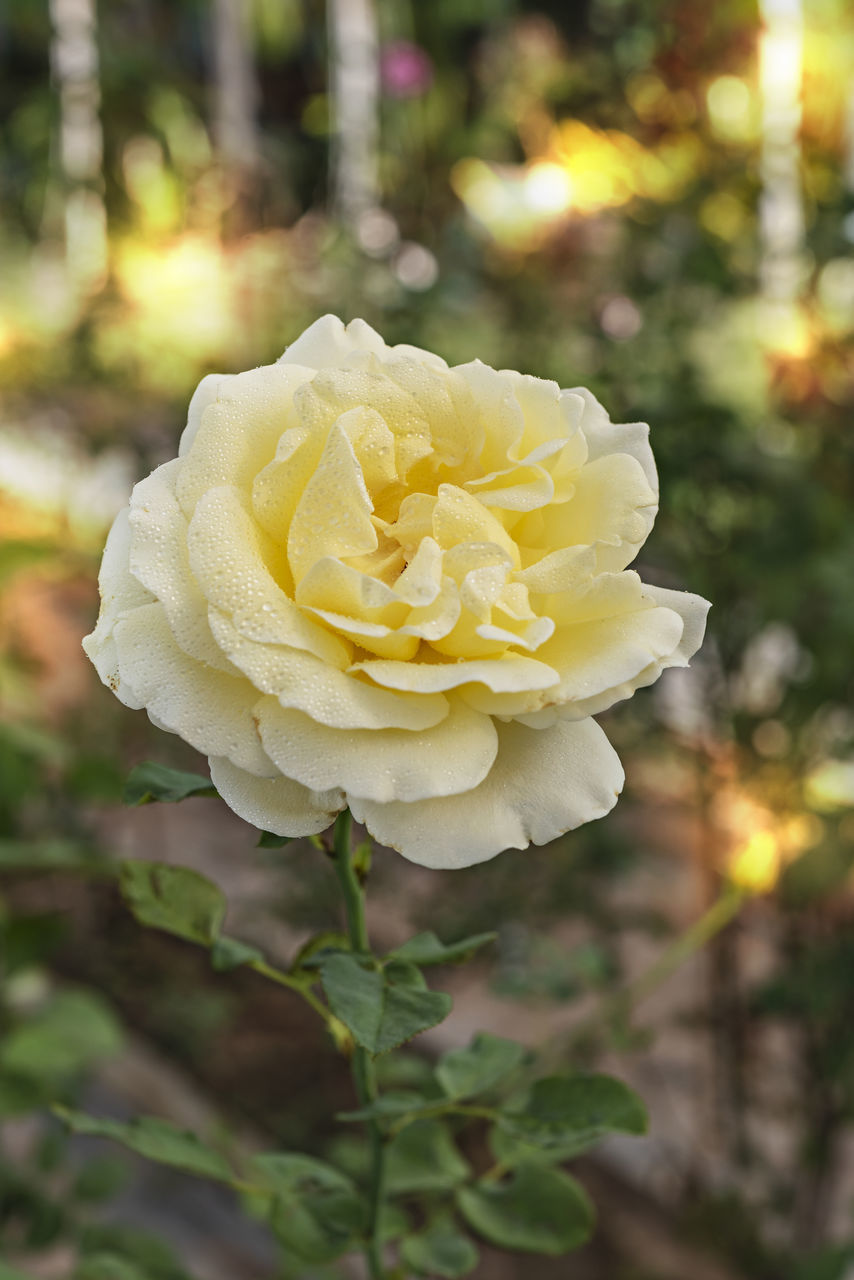 flower, yellow, plant, flowering plant, beauty in nature, rose, freshness, nature, garden roses, close-up, petal, flower head, inflorescence, fragility, focus on foreground, no people, outdoors, springtime, plant part, leaf, white, growth