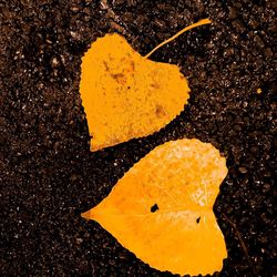 Close-up of yellow leaf on black background