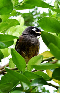 Close-up of bird perching on branch