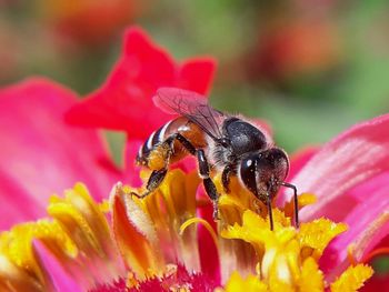 Close-up of bee on pink flower