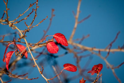 Low angle view of red berries on tree against sky