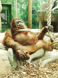 Lion relaxing in zoo