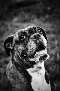 Close-up of a dog looking away