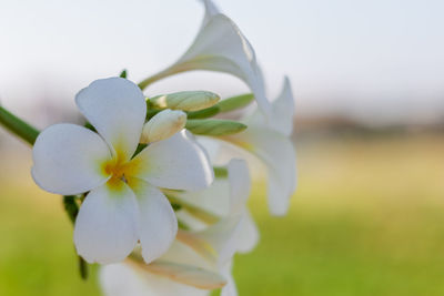 Close-up of white flowering plant in field