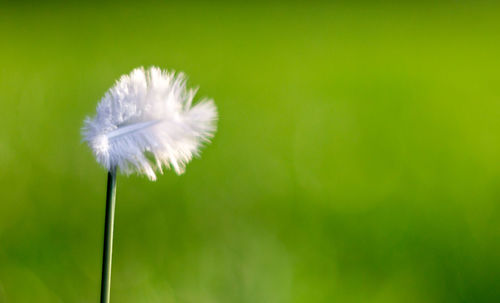 Close-up of white dandelion