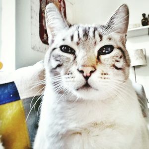 Close-up portrait of cat on sofa at home