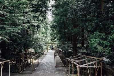 Empty table and trees in forest