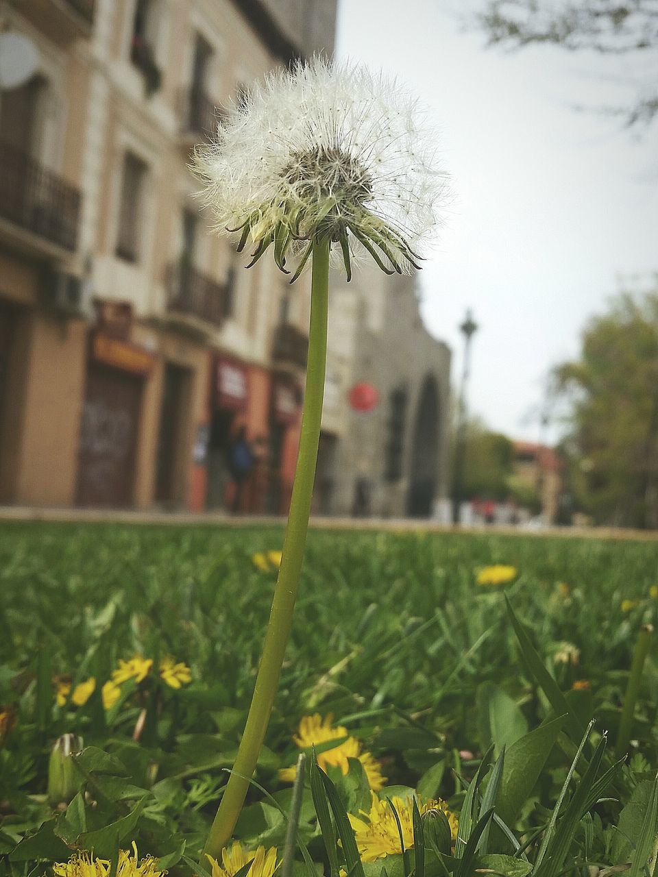 focus on foreground, growth, fragility, flower, building exterior, freshness, plant, grass, field, nature, green color, built structure, close-up, architecture, day, sky, season, beauty in nature, stem, leaf