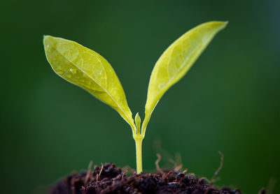 Close-up of green leaves